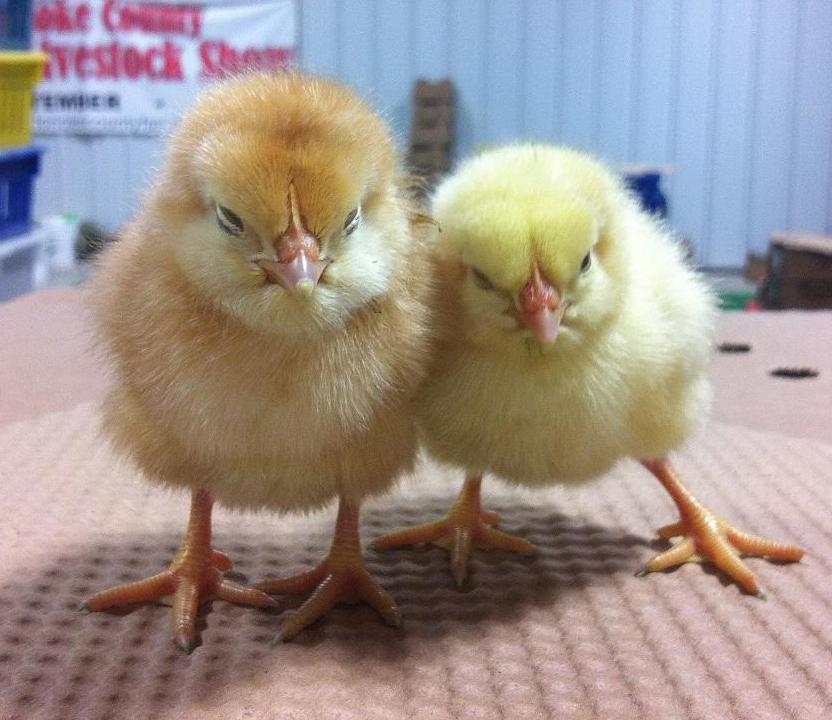 Two baby chicks