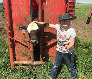 Cow in a cattle shoot, young girl petting cow's head.