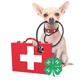Chihuahua dog with stethescope around neck, paw on red doctor's box with white plus sign on it, 4-H Clover to the left.