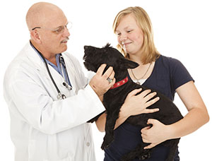 Young girl holding a black dog with a red collar. Male veterinarian in a white doctor's coat petting the dog.