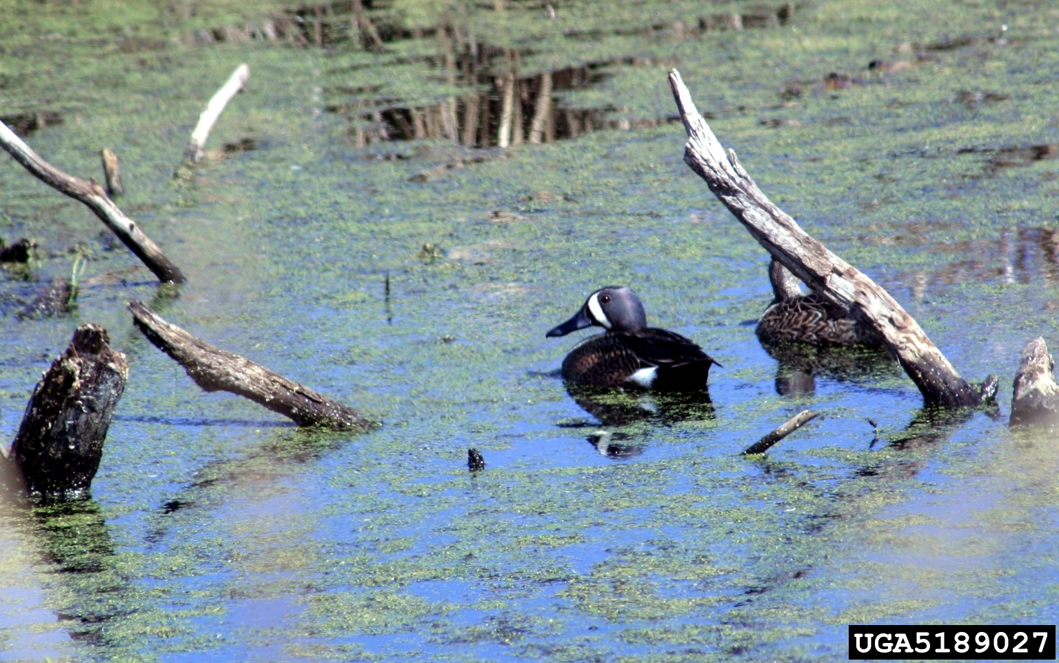 A blue winged teal in water with logs and aquatic vegetation